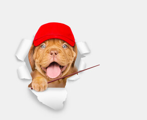Poster - Happy Mastiff puppy wearing red cap looking through a hole in white paper and away on empty space