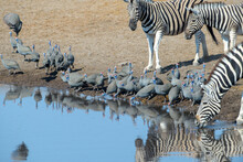 Helmeted Guineafowls (Numida Meleagris) And Plains Zebra (Equus Quagga) Drinking Water At Waterhole, Etosha National Park, Namibia
