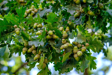 Wall Mural - Growing brown acorns on an oak branch. Seeds, fruits, nuts of a forest tree. Autumn. Oak acorn.