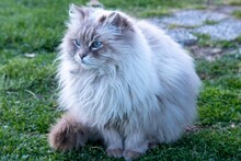 Closeup Shot Of A Cute Furry Blue-eyed Siberian Cat Resting On The Ground On The Blurred Background