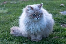 Closeup Shot Of A Cute Furry Blue-eyed Siberian Cat Resting On The Ground On The Blurred Background