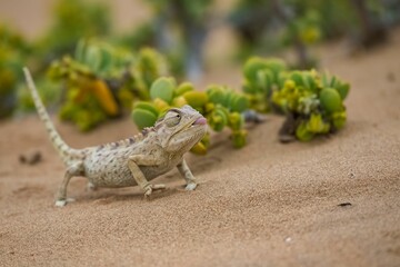 Poster - Closeup shot of a small Namaqua chameleon (Chamaeleo namaquensis) resting on the sand