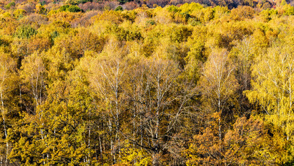 Wall Mural - above view of oak and birch trees in colorful autumn forest on sunny day