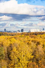 Wall Mural - yellow autumn forest and modern high-rise buildings on horizon under blue sky with white clouds on sunny day