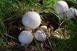 Young agaricus growing out off the forest floor.