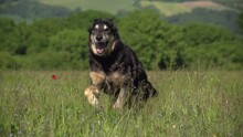 A Slow Motion Of A Black Dog Running With Its Mouth Open In A Grass Field
