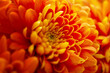 background with orange chrysanthemums