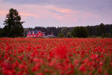 Beautiful Summer Day. Red Poppy Field In Countryside.