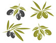 Vector set of olive oil labels. Olive tree, branches and drop. Black olives. Green olives. 