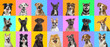 Collage of multiple dogs head portrait photos on a multicolored background of a multitude of different bright colors.