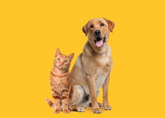Wall Mural - Labrador retriever dog panting and ginger cat sitting in front of dark yellow background
