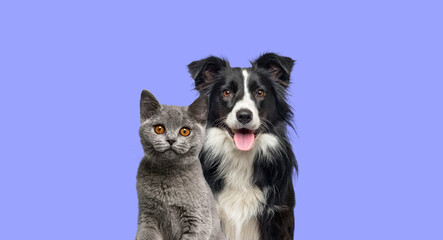 British Shorthair cat kitten and a border collie dog with happy expression together on blue background, banner framed, looking at the camera