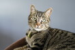 Portrait of striped tabby cat with green eyes