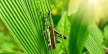 Grasshopper On The Grass