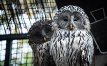 Ural Owl (Strix Uralensis) Pair In An Aviary