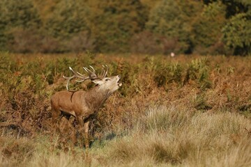 Sticker - Close-up view of a European fallow deer grunting while standing in the lush