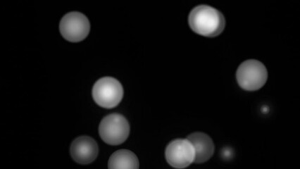 Poster - white round shape bokeh abstract motion graphic design 