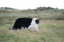Spotted Black White Cow Grazing On A Rural Field With Grass In The Netherlands
