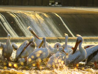 pelicans on the beach