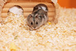 Hamster standing near hole and looking at camera
