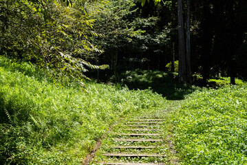 Wall Mural - stairs in the forest