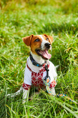 Cute puppy Jack Russell terrier- a patriot of Ukraine