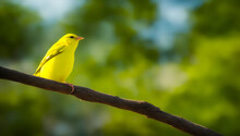 Beautiful Canary Bird On A Tree Branch