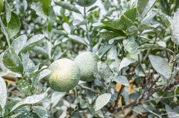 Wall Mural - white calcium carbonate on orange trees