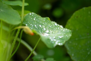 Sticker - Closeup of a big green leaf with water droplets on it in a garden