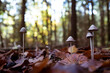 Pilze im Oktober. Wald und Pilze in Symbiose mit Bäumen