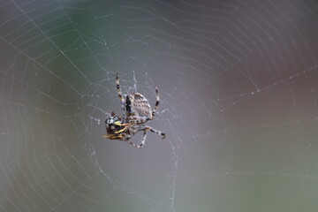 spider on web