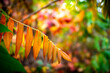 Farben im Herbst. Bunte Blätter bei einem Spaziergang