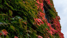 Red Autumn Ivy Leaves On The Wall, Background