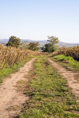 Wall Mural - Vertical landscape of a dirt road on a sunny day