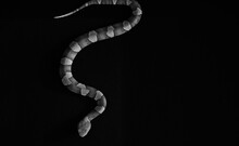 Venomous Copperhead Snake In Slither On Black Background From Top View.