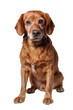 one brown dog (mongrel) , png file