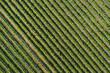 Aerial view of strawberry rows field in agricultural landscape