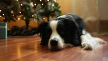 Funny Portrait Of Cute Puppy Dog Border Collie With Gift Box And Defocused Garland Lights Lying Down Near Christmas Tree At Home Indoors. Preparation For Holiday. Happy Merry Christmas Time Concept