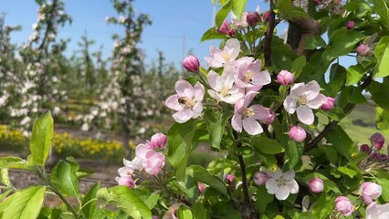 Wall Mural - Spring blossom apple tree in fruit orchard