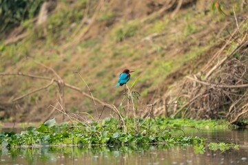 Poster - Blue kingfisher on a plant in a pond