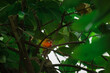 Erdbeerköpfchen - Papagei