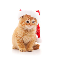 Canvas Print - Cat in a Christmas hat.