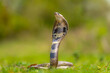 close up of a cobra snake