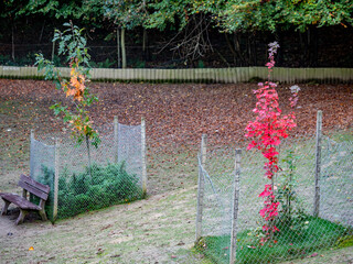 Wall Mural - Rot gefärbte Blätter im Herbst