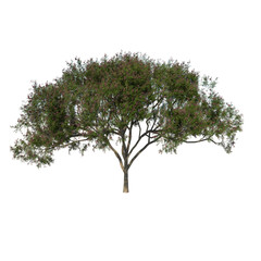 Wall Mural - Front view tree (Rain Tree Albizia Saman 2) png