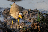 Fototapeta Konie - African wattled lapwing feeding in muddy water