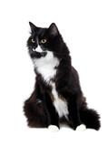 Fototapeta Koty - Front view picture of a sitting long haired cat in a white studio