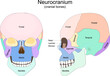 Human skull bones. Neurocranium. cranial bones