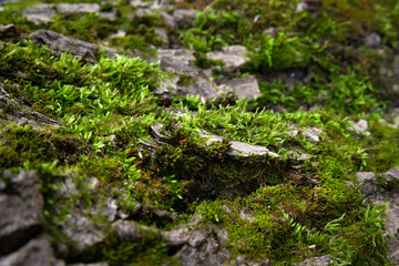 Wall Mural - Moss on wood background. Tree bark. Bark texture. Wooden background. Rough texture