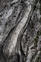 Wall Mural - Texture of the bark. Bark of tree. Wood background